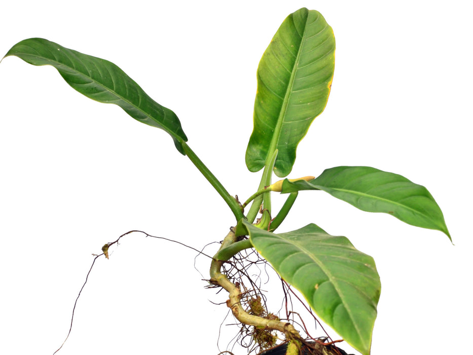philodendron quinquelobum Philodendron parvilobum - Compact Lobed-Leaf Aroid