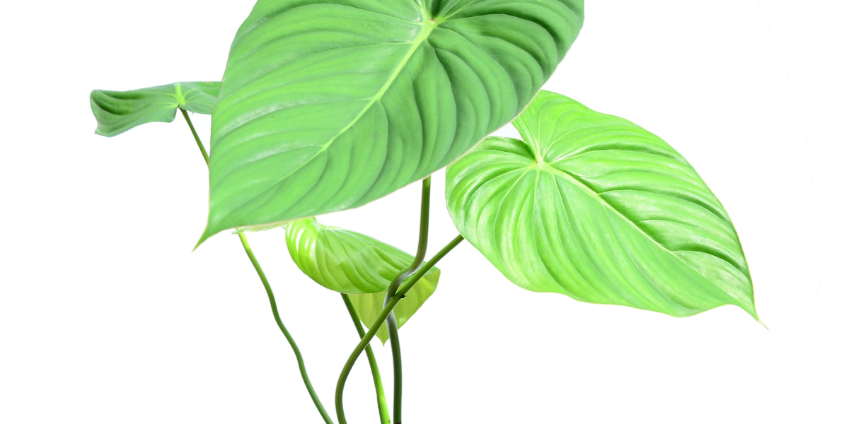 Philodendron 'Pastazanum' 6