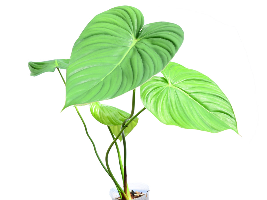Philodendron pastazanum - 6 inch pot