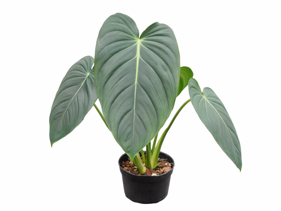 Philodendron pastazanum x Philodendron melanochrysum