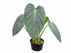 Philodendron pastazanum x Philodendron melanochrysum