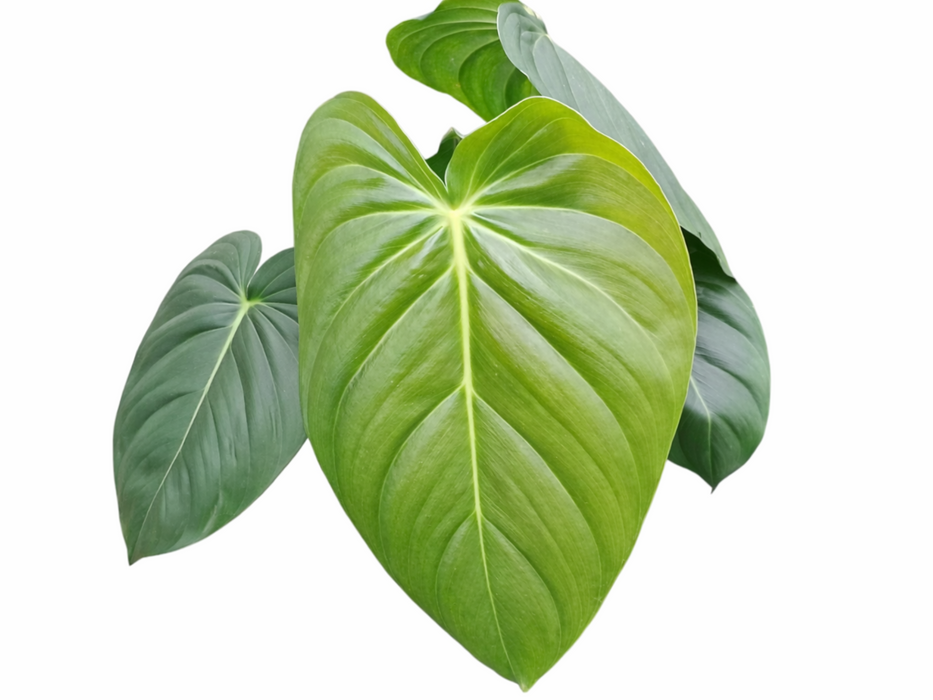 Philodendron pastazanum x Philodendron melanochrysum