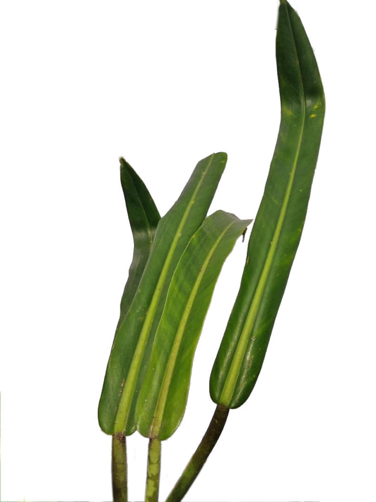 Philodendron pendulatum — Ecuagenera USA Corp