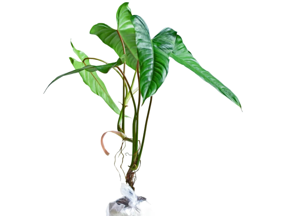 Philodendron pinnatilobum aff (medium)