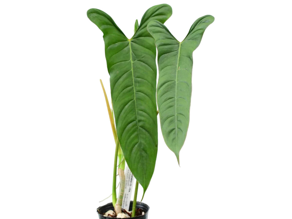 philodendron annulatum Philodendron pinnatilobum aff — Ecuagenera USA Corp