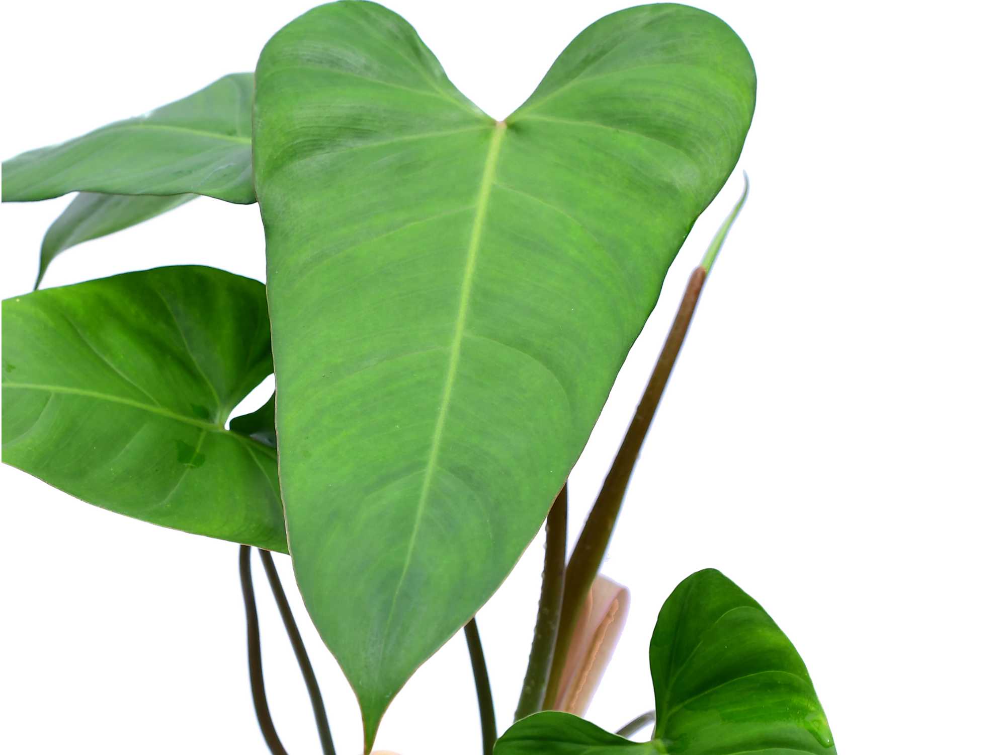 Philodendron pinnatilobum aff x Jose Buono - Rare Hybrid Aroid