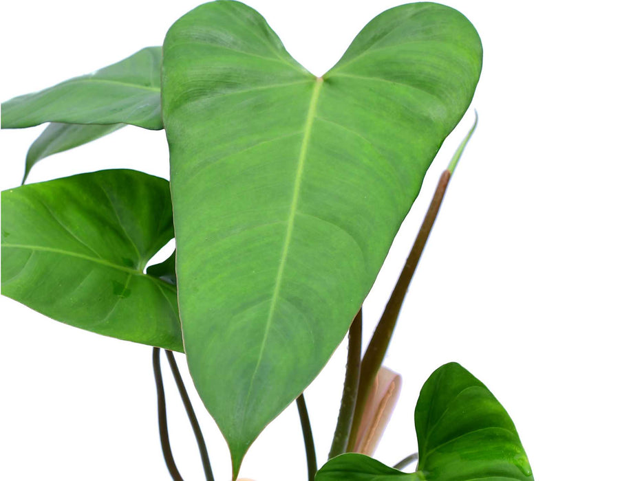 philodendron josebuono Philodendron pinnatilobum aff x Philodendron Jose Buono
