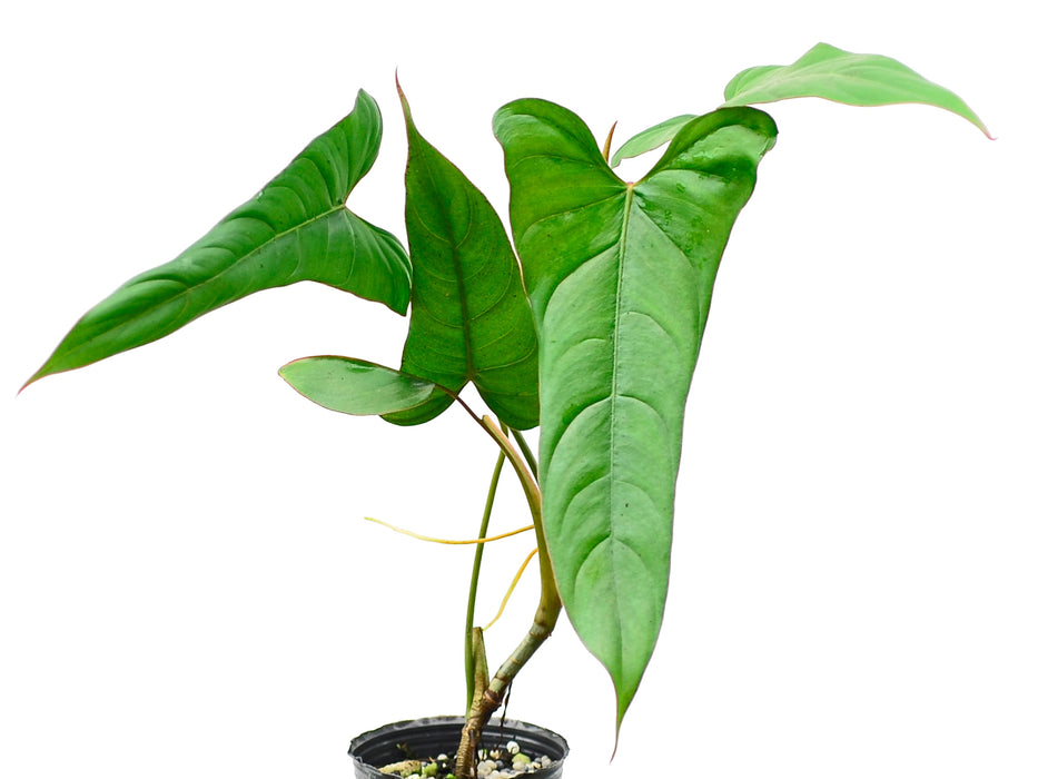 Philodendron pinnatilobum aff (Big)