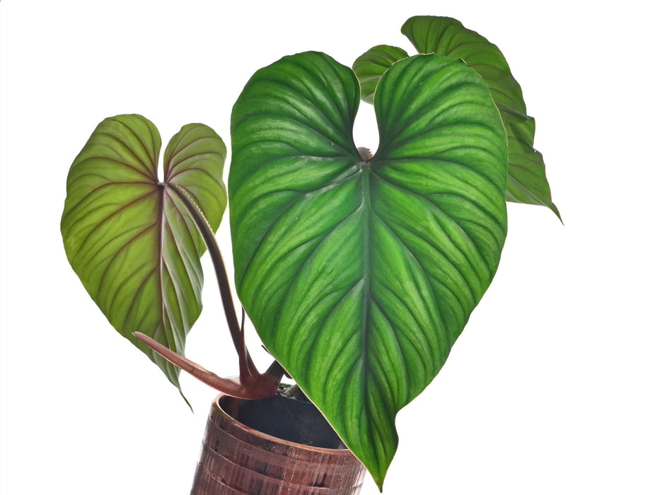 philodendron plowmanii citrus Philodendron PlowManii