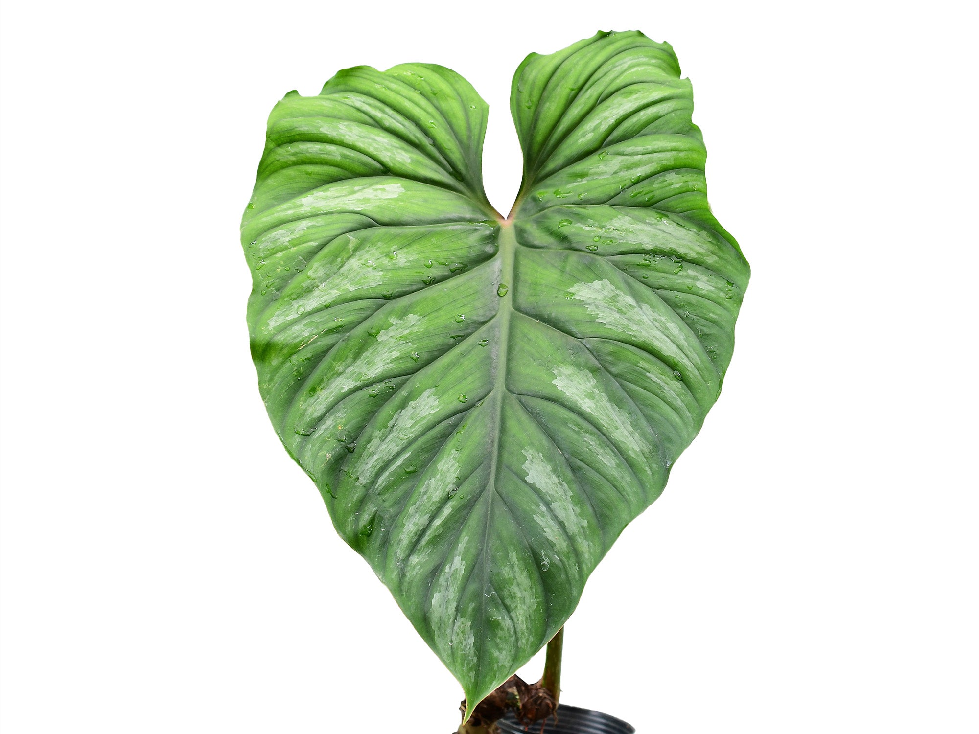 philodendron plowmanii crawler Philodendron PlowManii