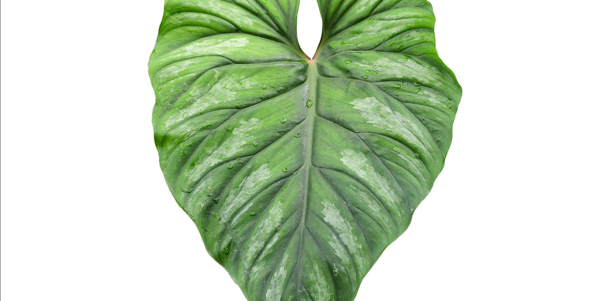 philodendron plowmanii round form Philodendron PlowManii