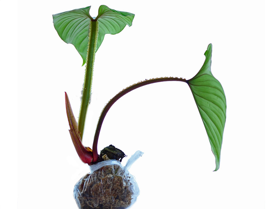 philodendron plowmanii for sale Philodendron PlowManii