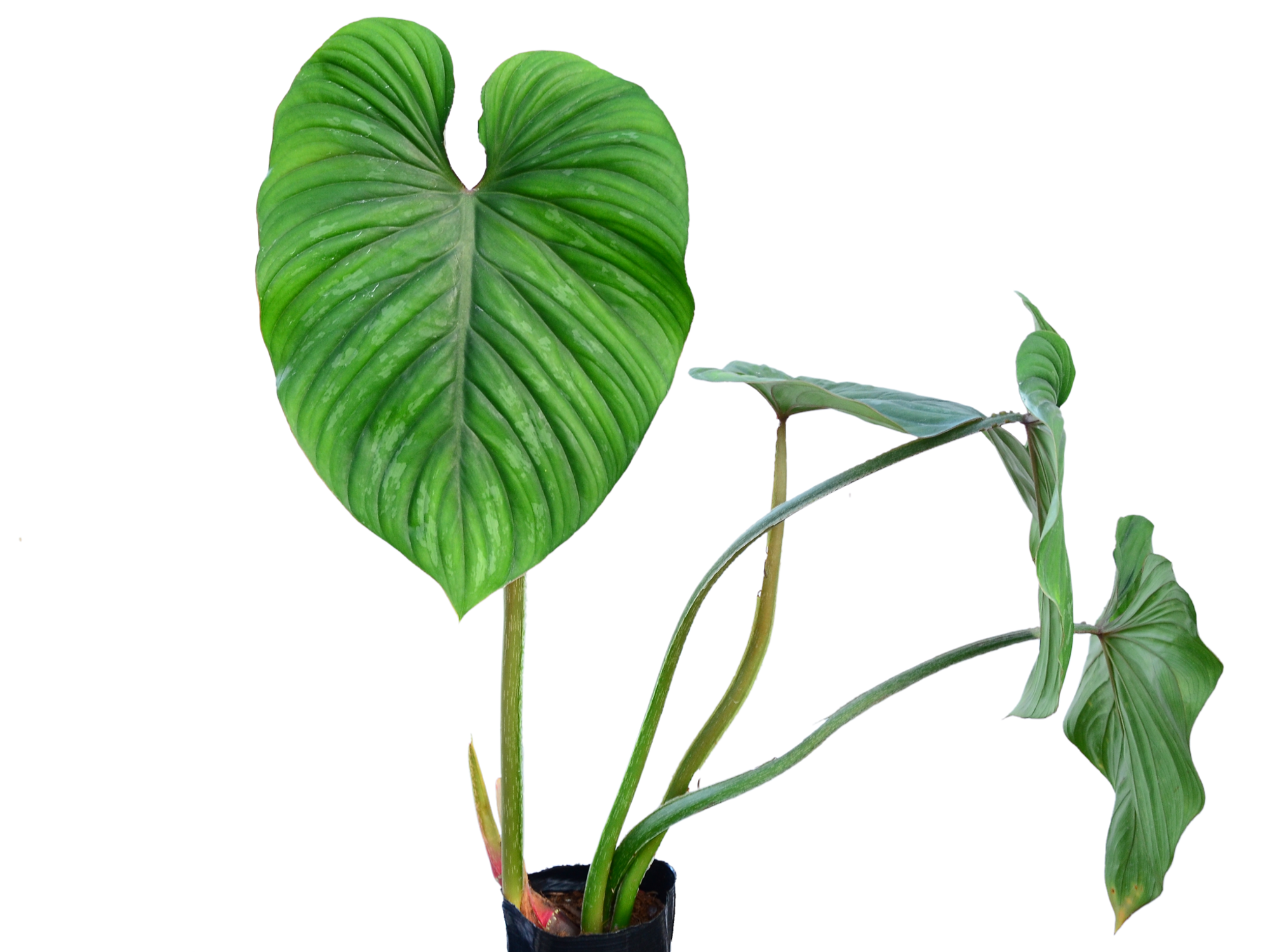 Philodendron PlowManii