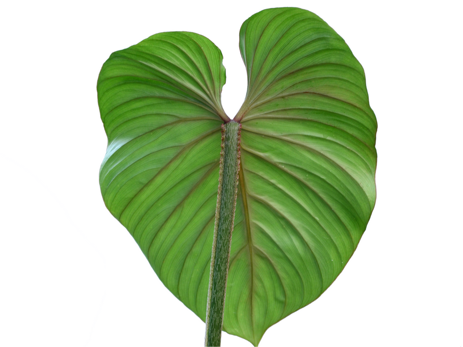 philodendron plowmanii petiole Philodendron PlowManii