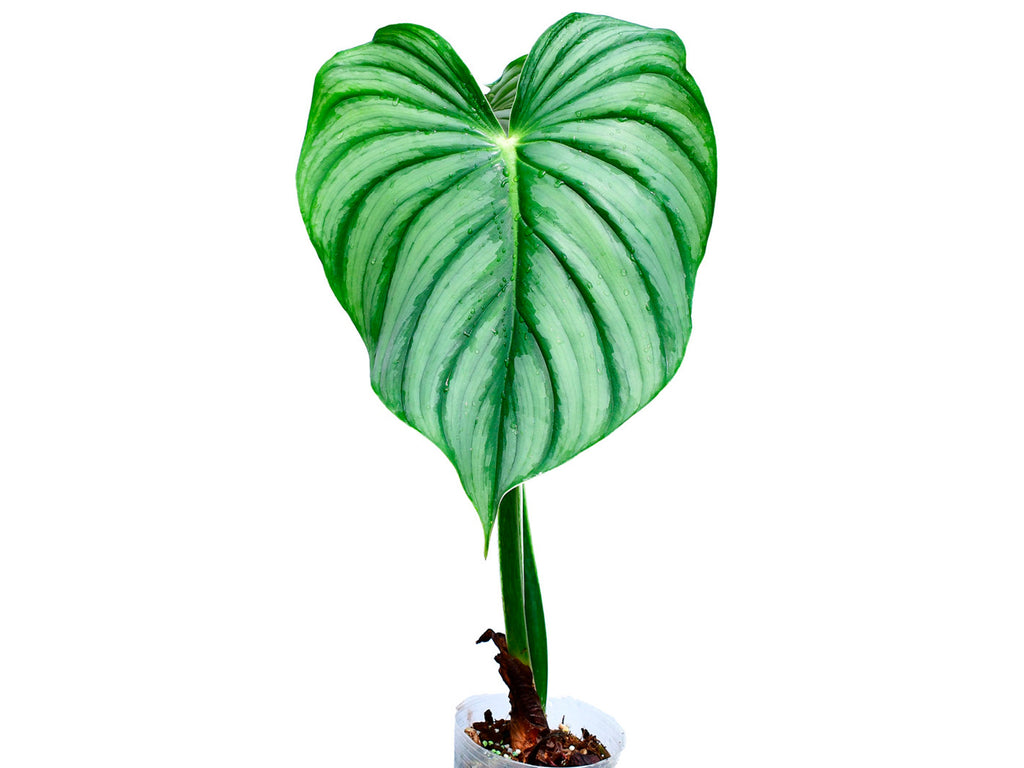 anthurium plowmanii yellow leaves Philodendron plowmanii var citrus