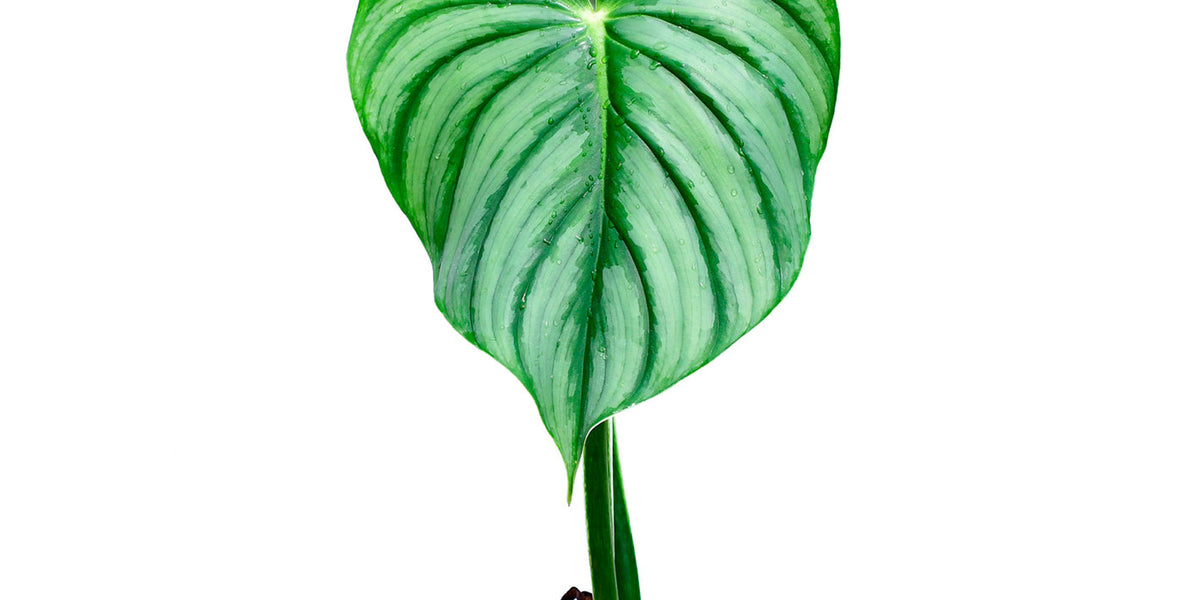 は*ぱ様 Philodendron plowmanii variegated Philodendron_plowmanii_var_cit