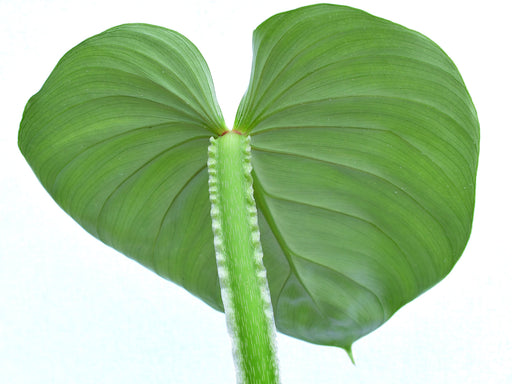 philodendron ecuadorian canoe Philodendron plowmanii var citrus