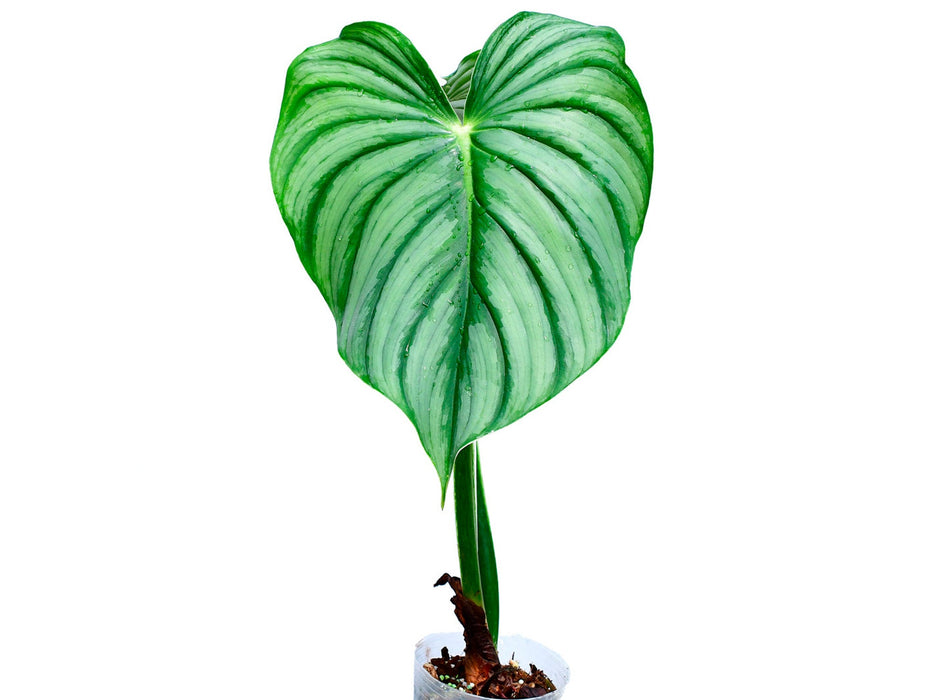Philodendron plowmanii var citrus (S)