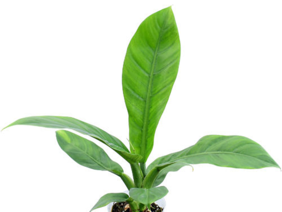 Philodendron pseudauriculatum (BIG)