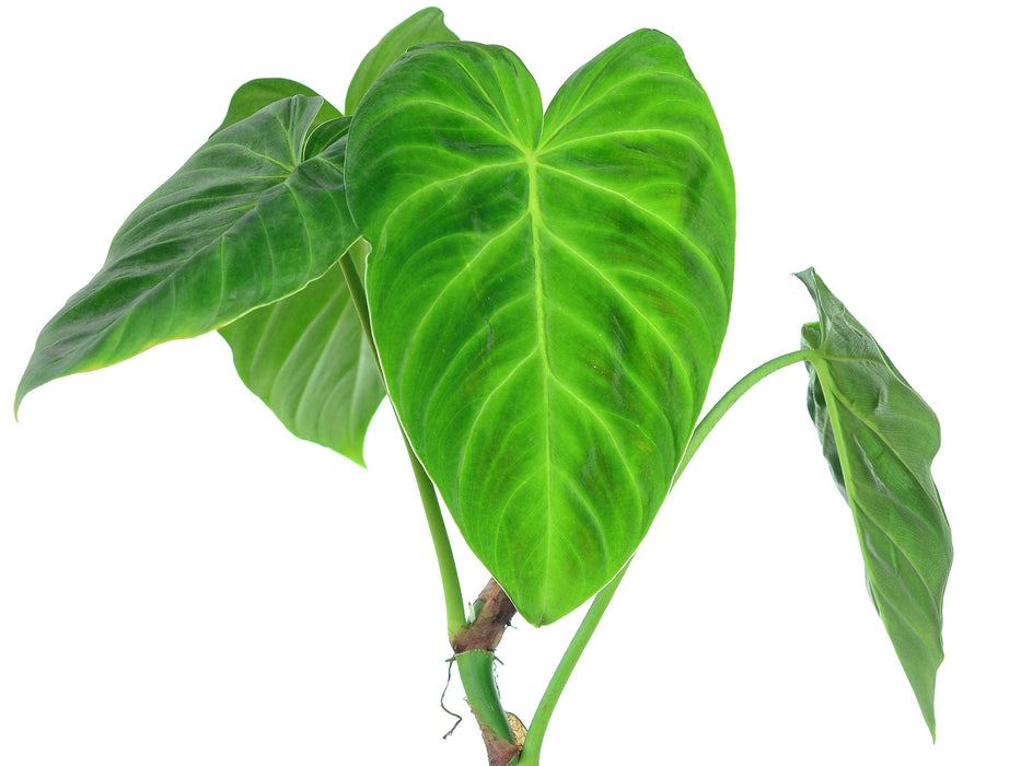 Philodendron pseudoverrucosum