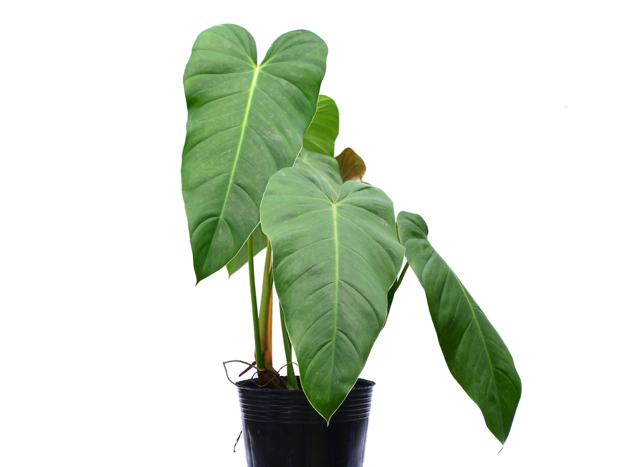 その他観葉植物 122 quelali round x spiritu sancti Philodendron_quelali_round_x_P