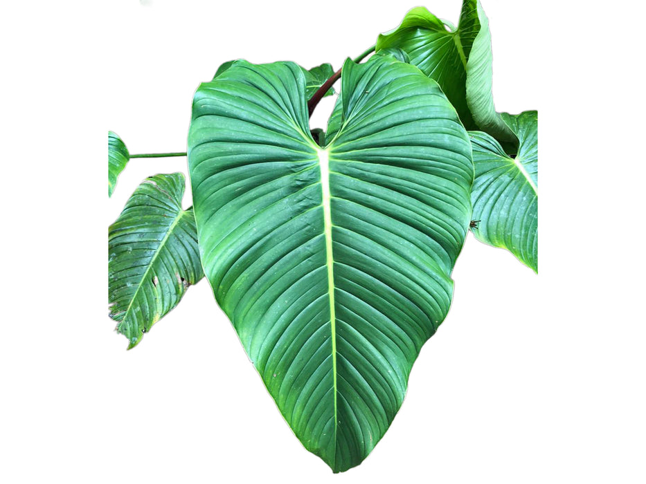 Philodendron quelalii
