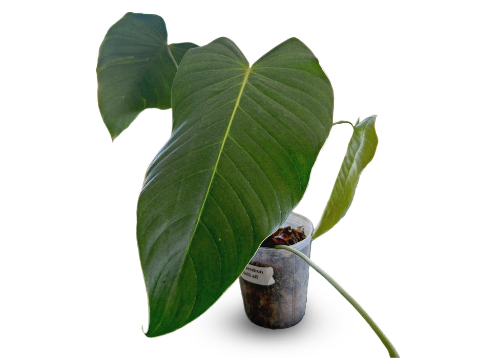 Philodendron quelalii aff
