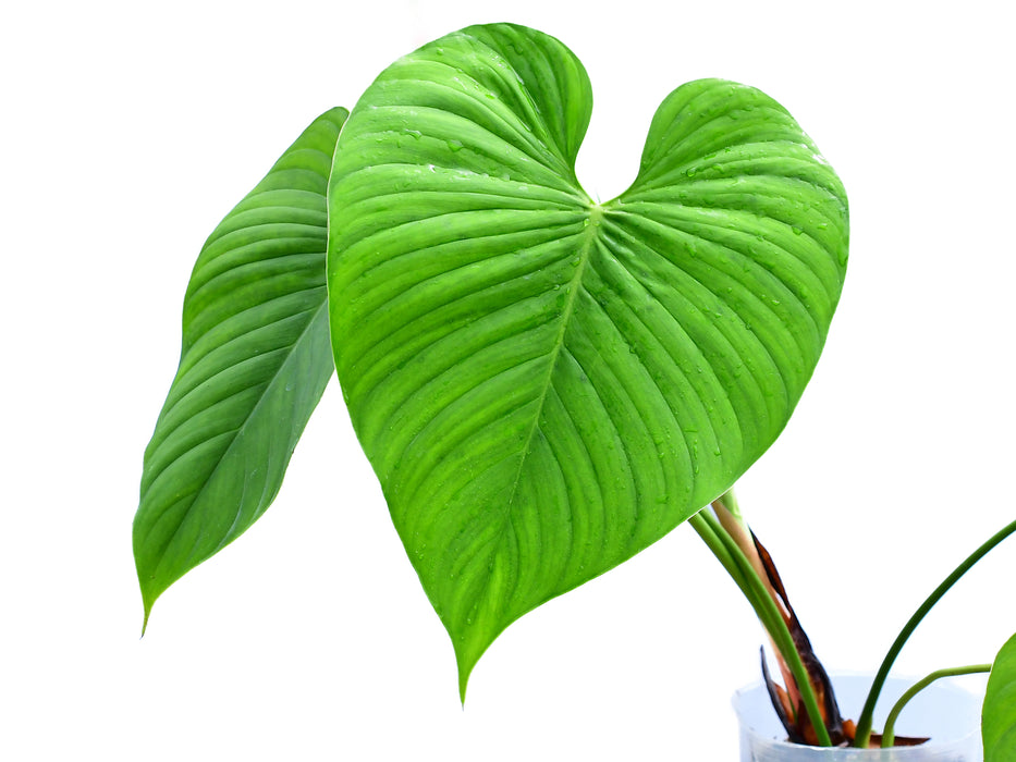 Philodendron roseocataphyllum 'platinum'