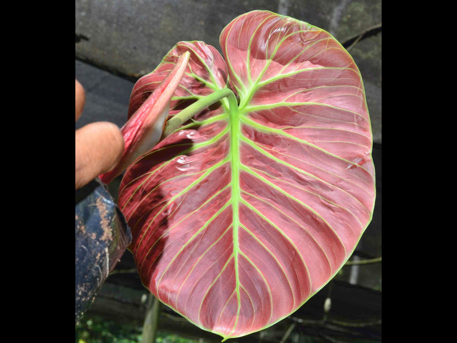 Philodendron rubrijuvenile