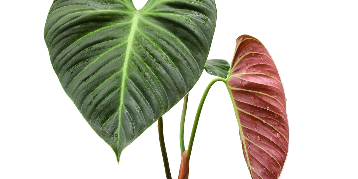philodendron scalarinerve Philodendron rubrijuvenile
