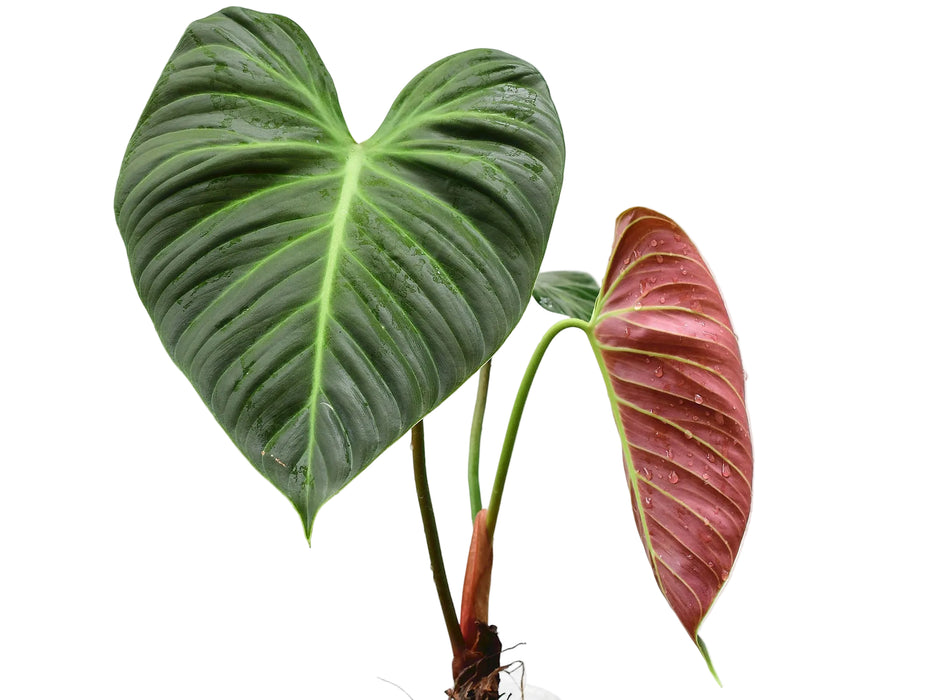 Philodendron rubrijuvenile