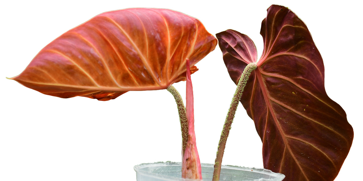 philodendron eva Philodendron rubrijuvenile (seedling) — Ecuagenera USA Corp