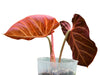 Philodendron rubrijuvenile (seedling)