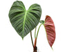 Philodendron rubrijuvenile