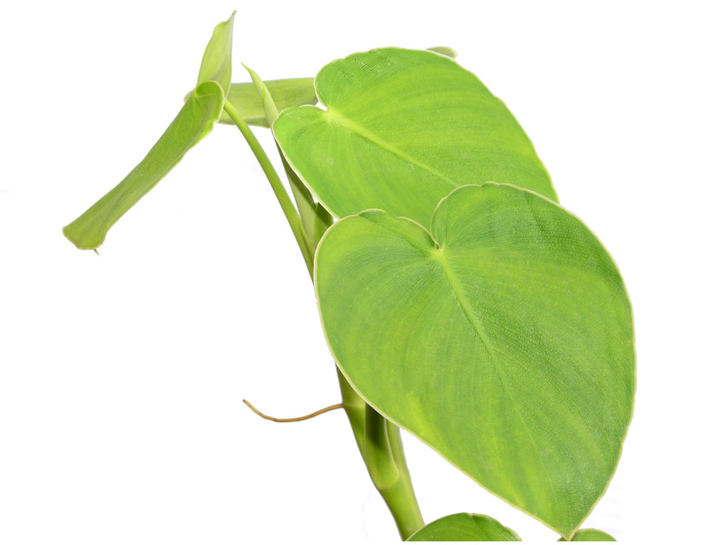 Philodendron rugosum — Ecuagenera USA Corp