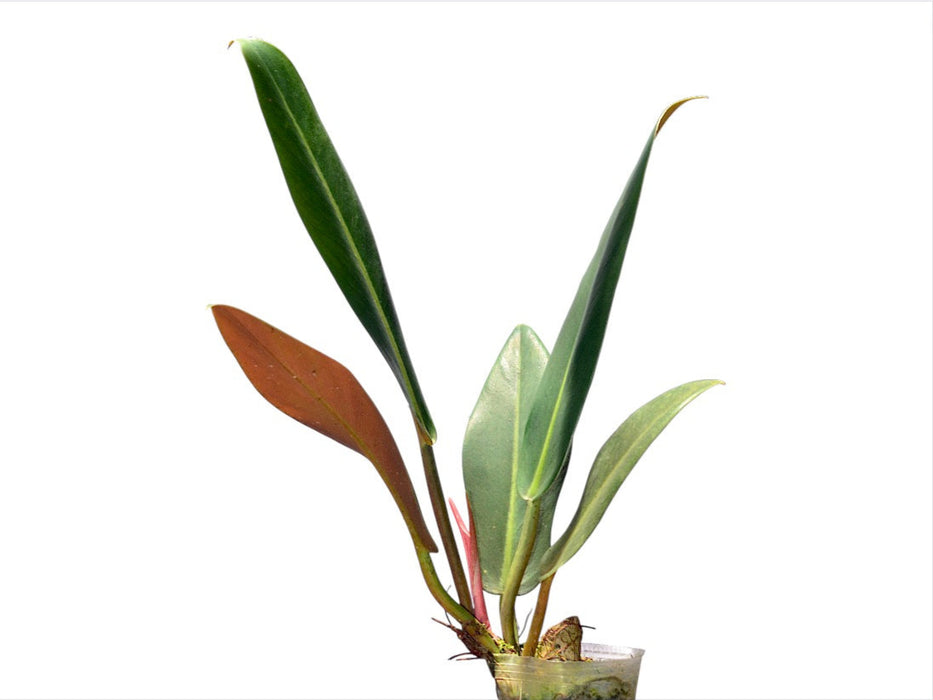renauxii philodendron Philodendron ruizii
