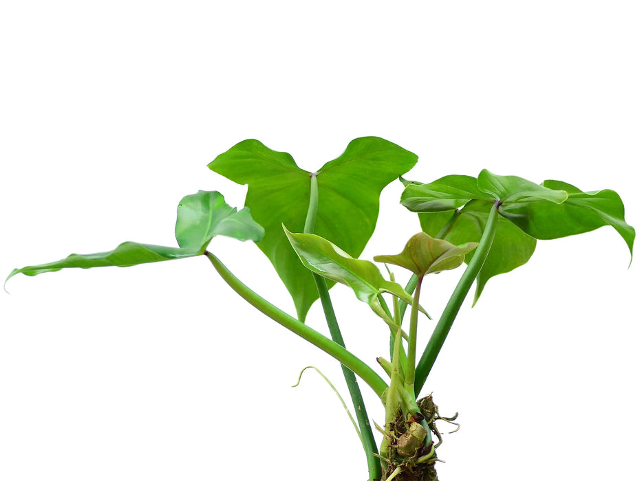 Philodendron sanctamartinense cf