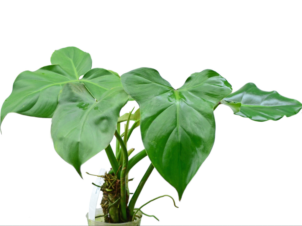 Philodendron sanctamartinense — Ecuagenera USA Corp