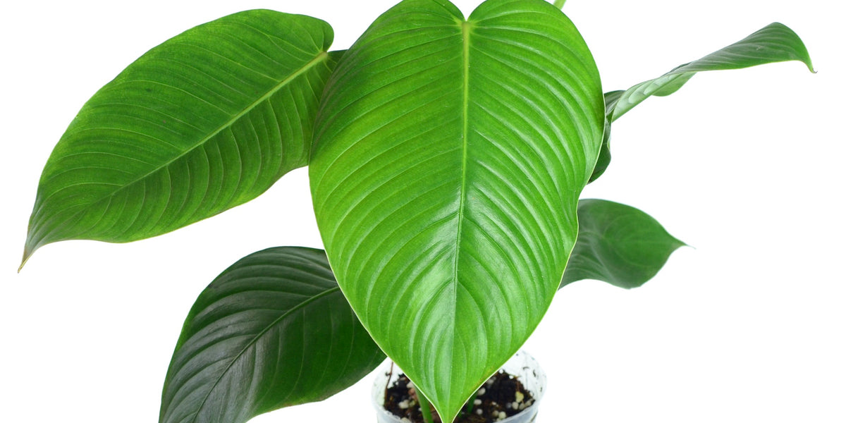 Philodendron_scherberichii_Ecu