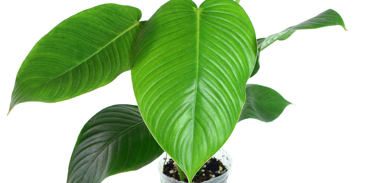 Philodendron scherberichii Ecuagenera (S) - Rare Climbing Aroid