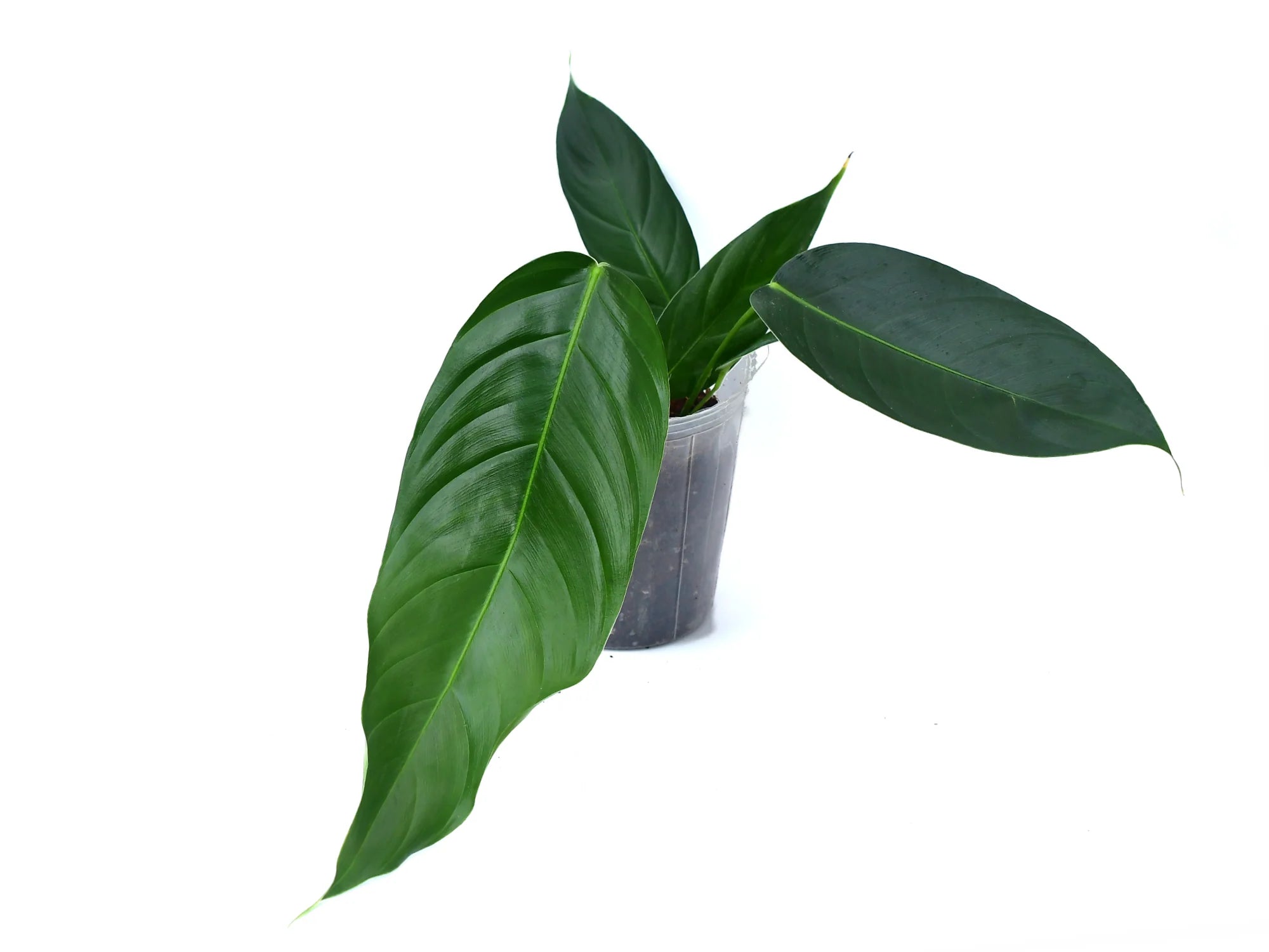 Philodendron scherberichii x patriciae (S) - Hybrid Aroid