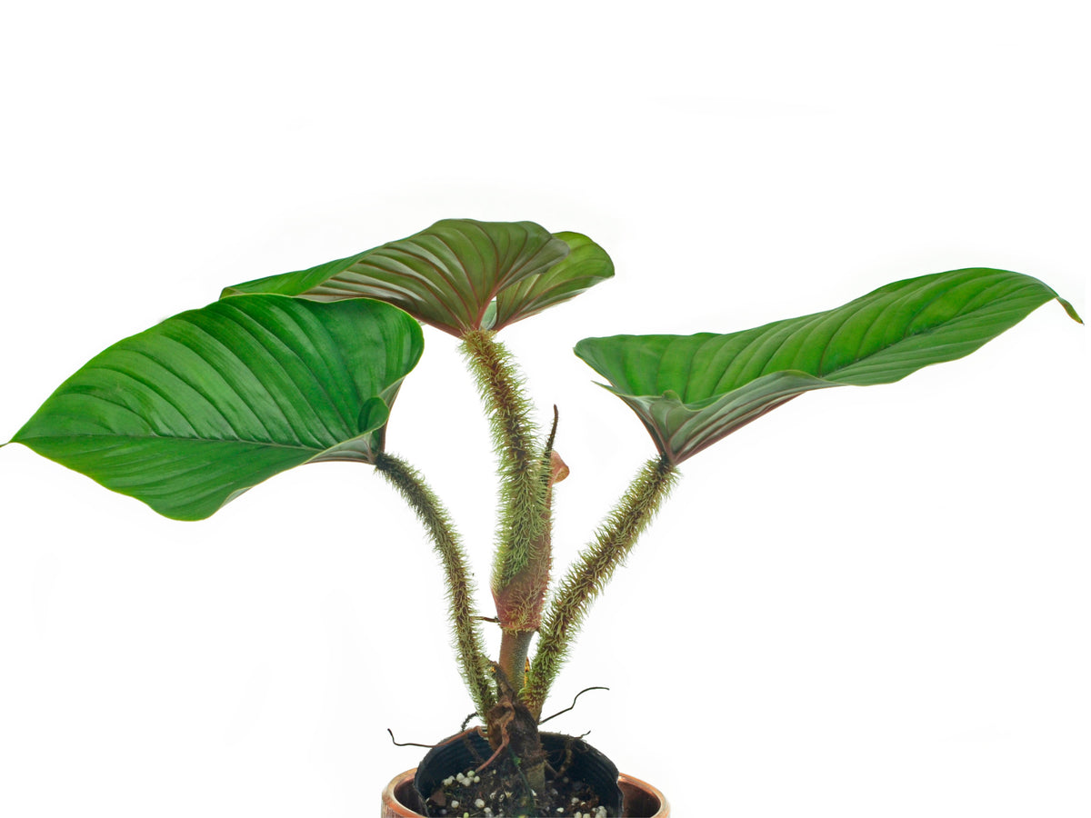 Philodendron serpens (seedling)
