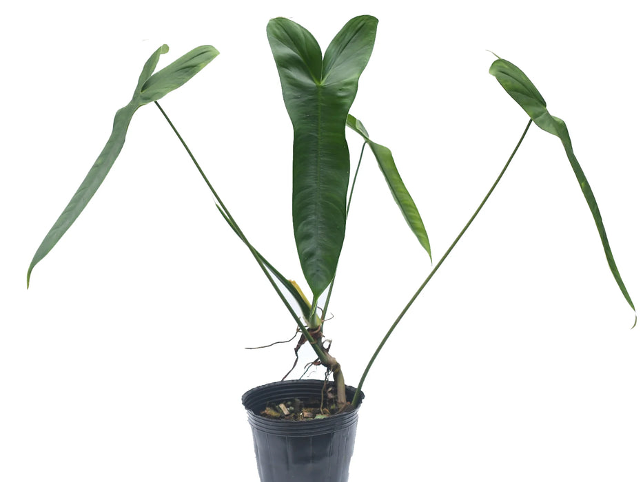philodendron sucre slim Philodendron sharoniae aff