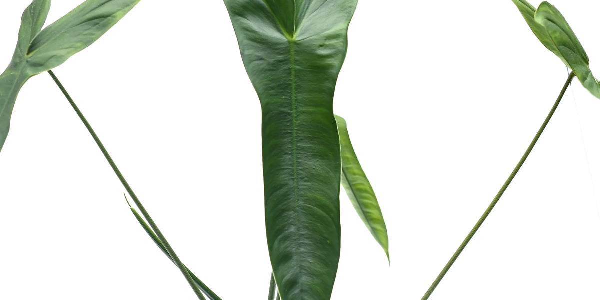 Philodendron sharoniae aff