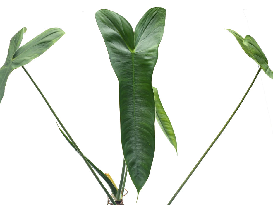 philodendron lance leaf Philodendron sharoniae aff