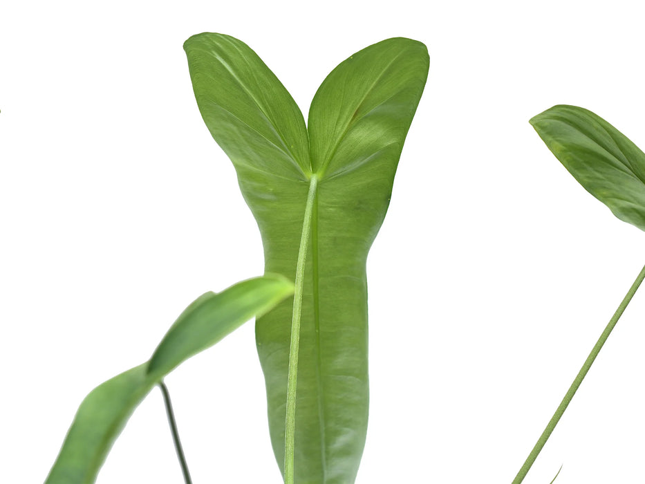 philodendron sucre slim Philodendron sharoniae aff