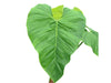 Philodendron smithii asperum