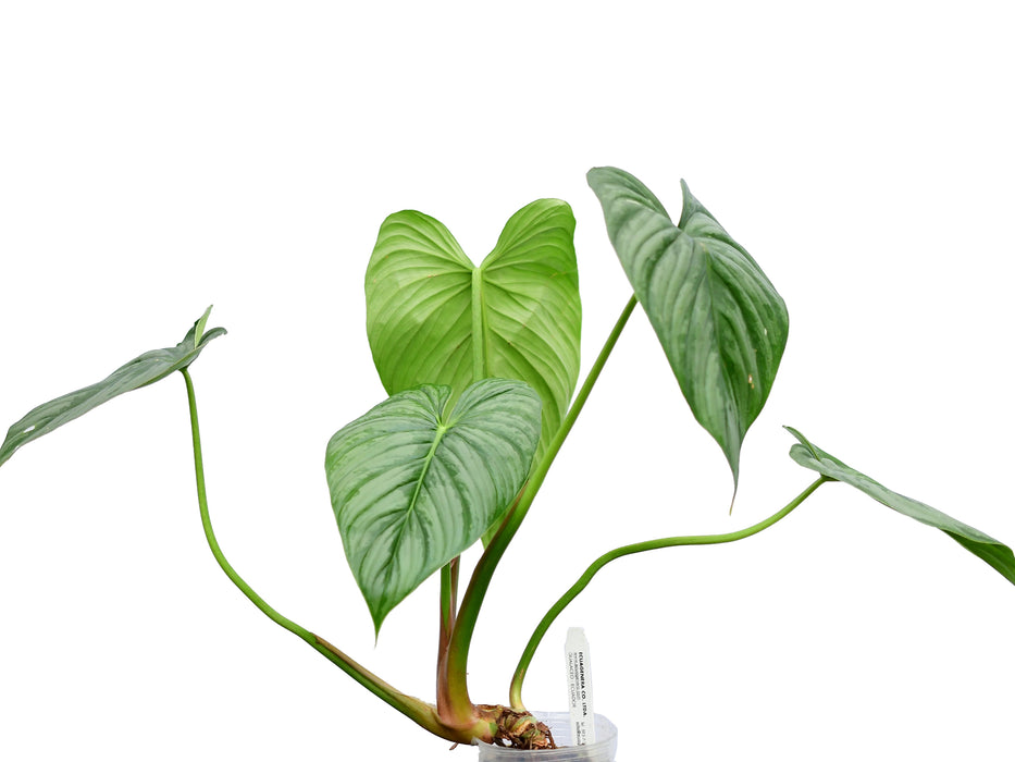 philodendron sodiroi ornatum Philodendron sodiroi aff — Ecuagenera USA Corp