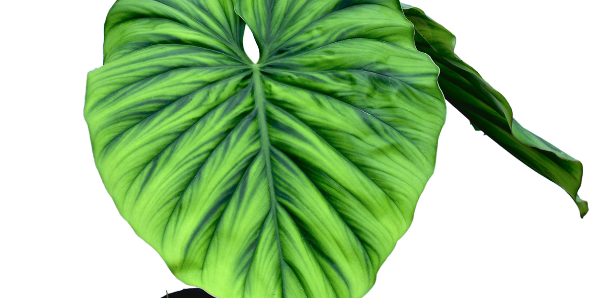 philodendron sp colombia platinum Philodendron sp Colombia - Mysterious Undescribed Species