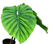 Philodendron Colombia (S)